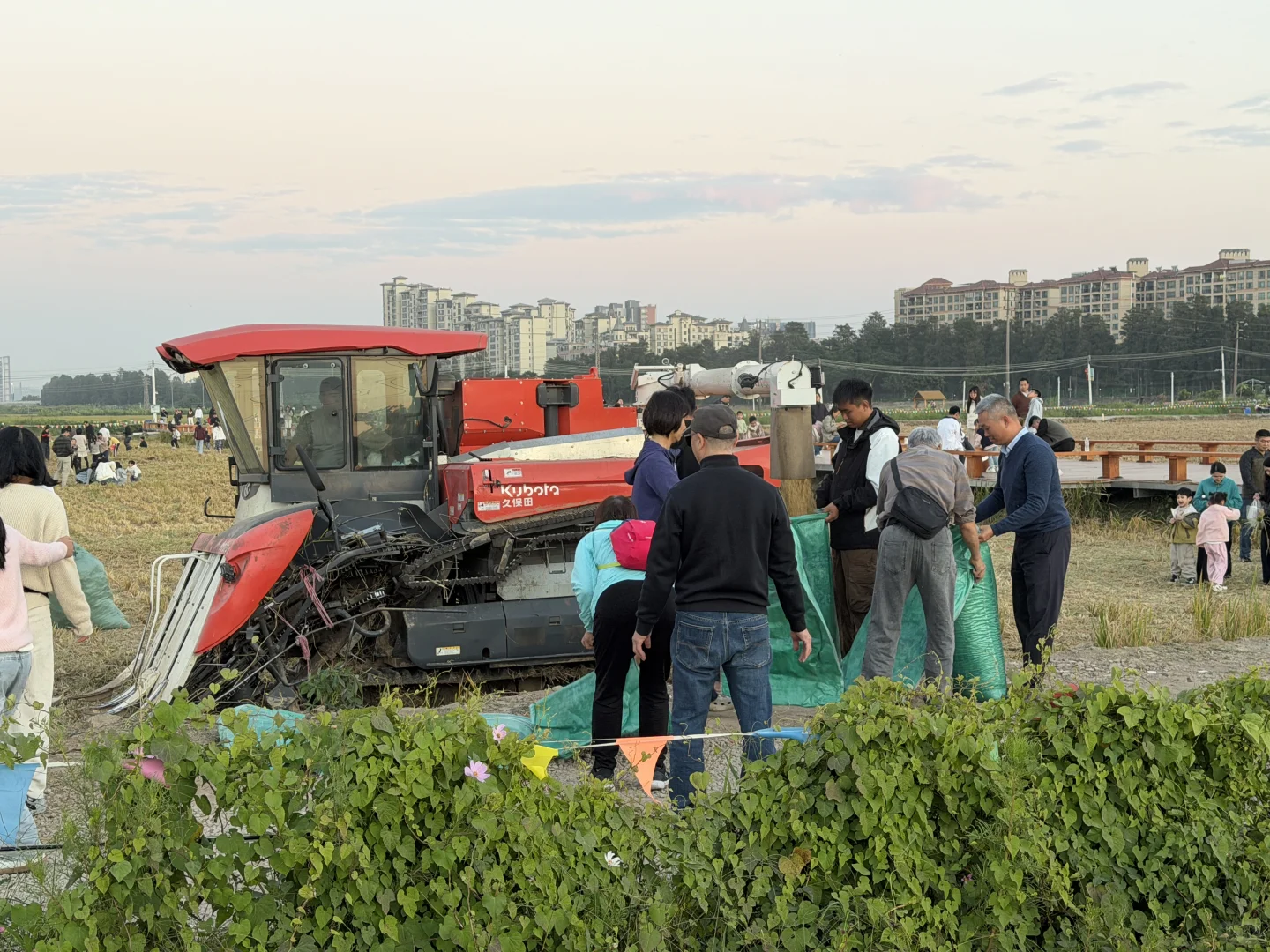 ? 晚稻割禾，又见久保田