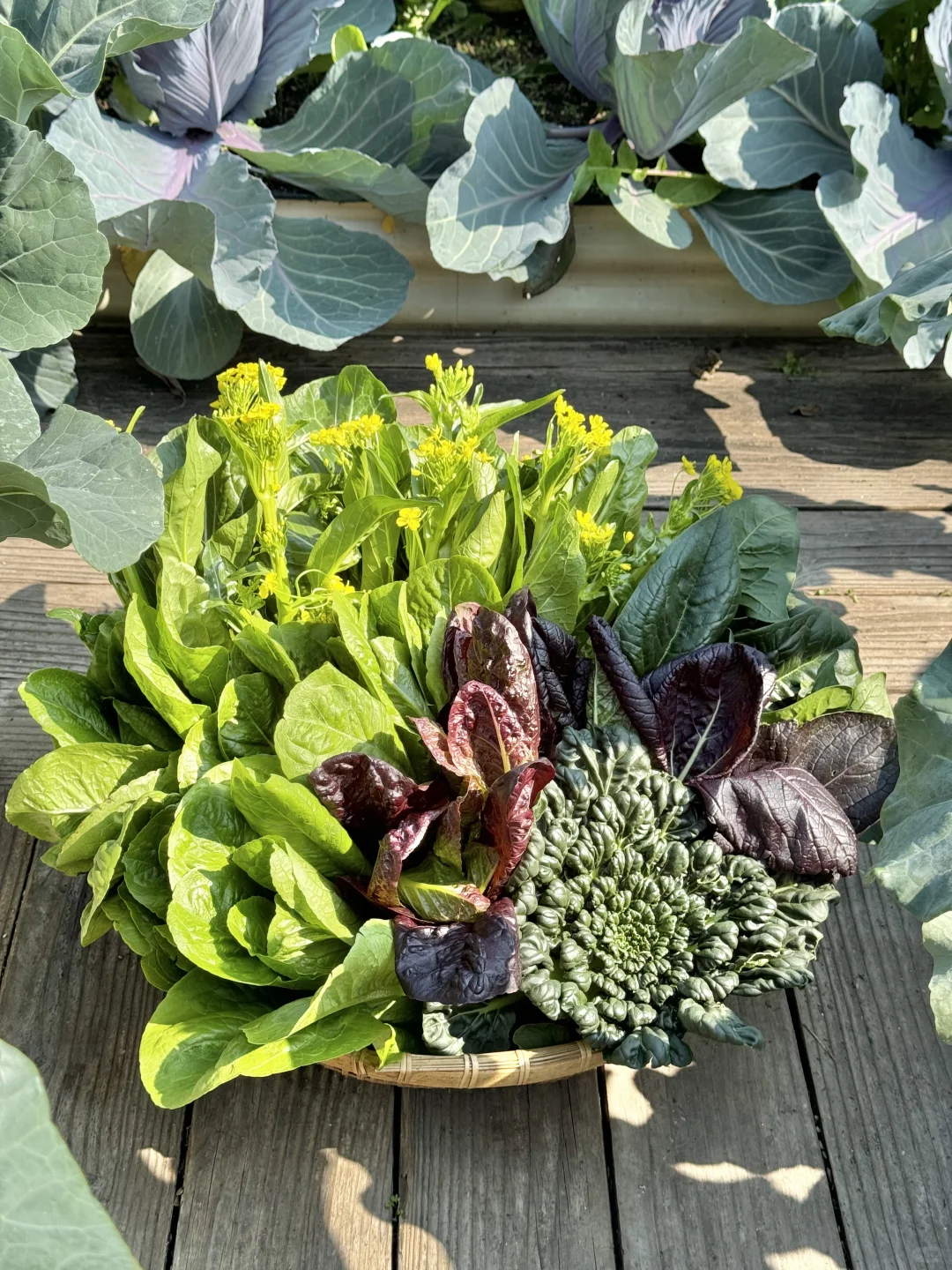 历经两个月从小菜苗到采收大家看我种的如何