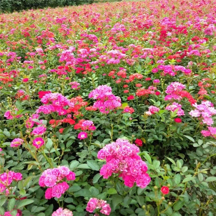 成都苗木基地 本地草花灌木批发，可施工