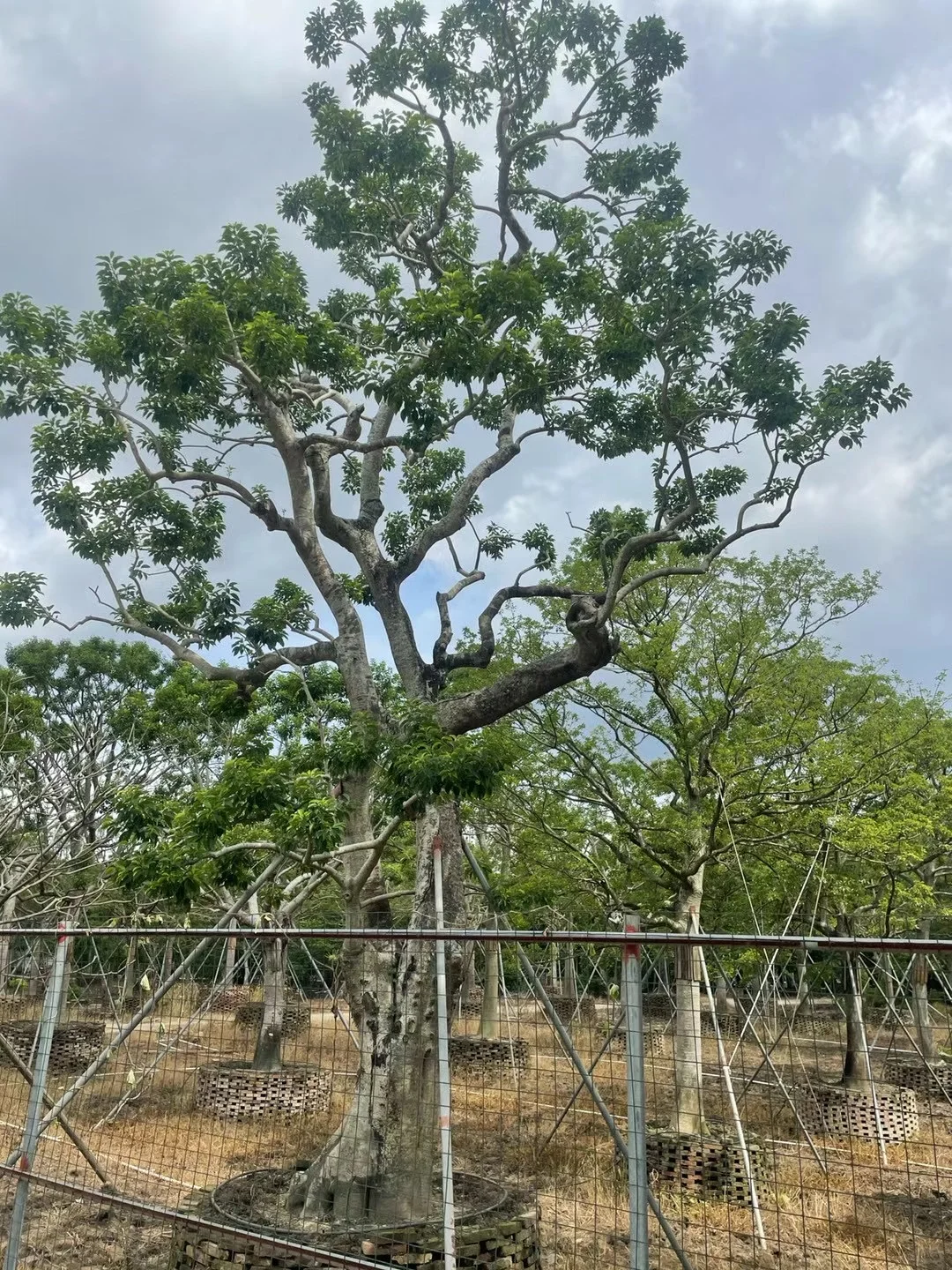 ?【中山园林树苗清仓大甩卖！捡漏速来！！！】