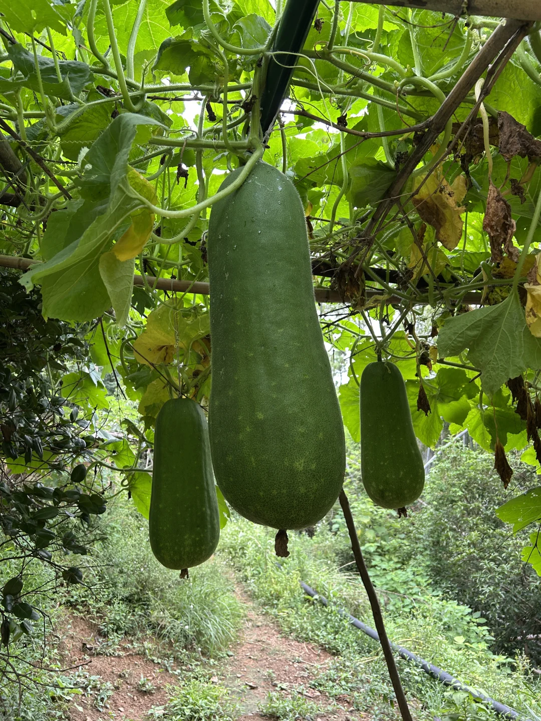 已拿下，来个室友