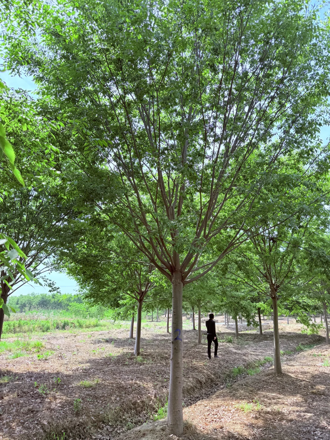 榉树我也有哦！