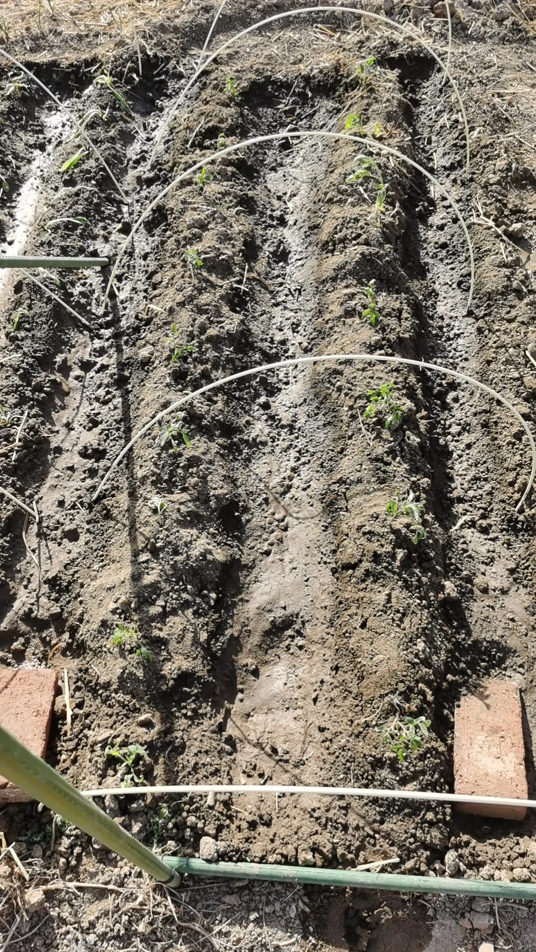 250322 种莴笋 西红柿 土豆