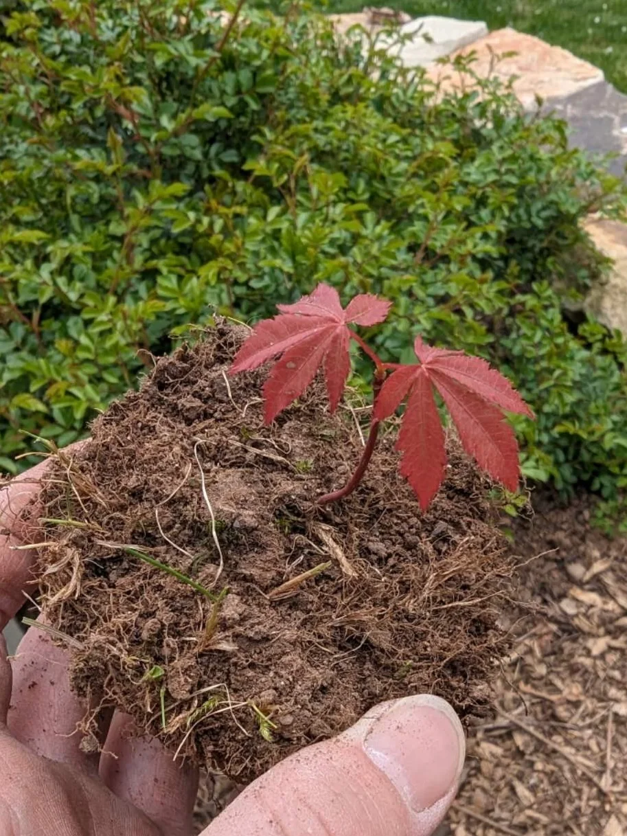 从种子开始种日本红枫