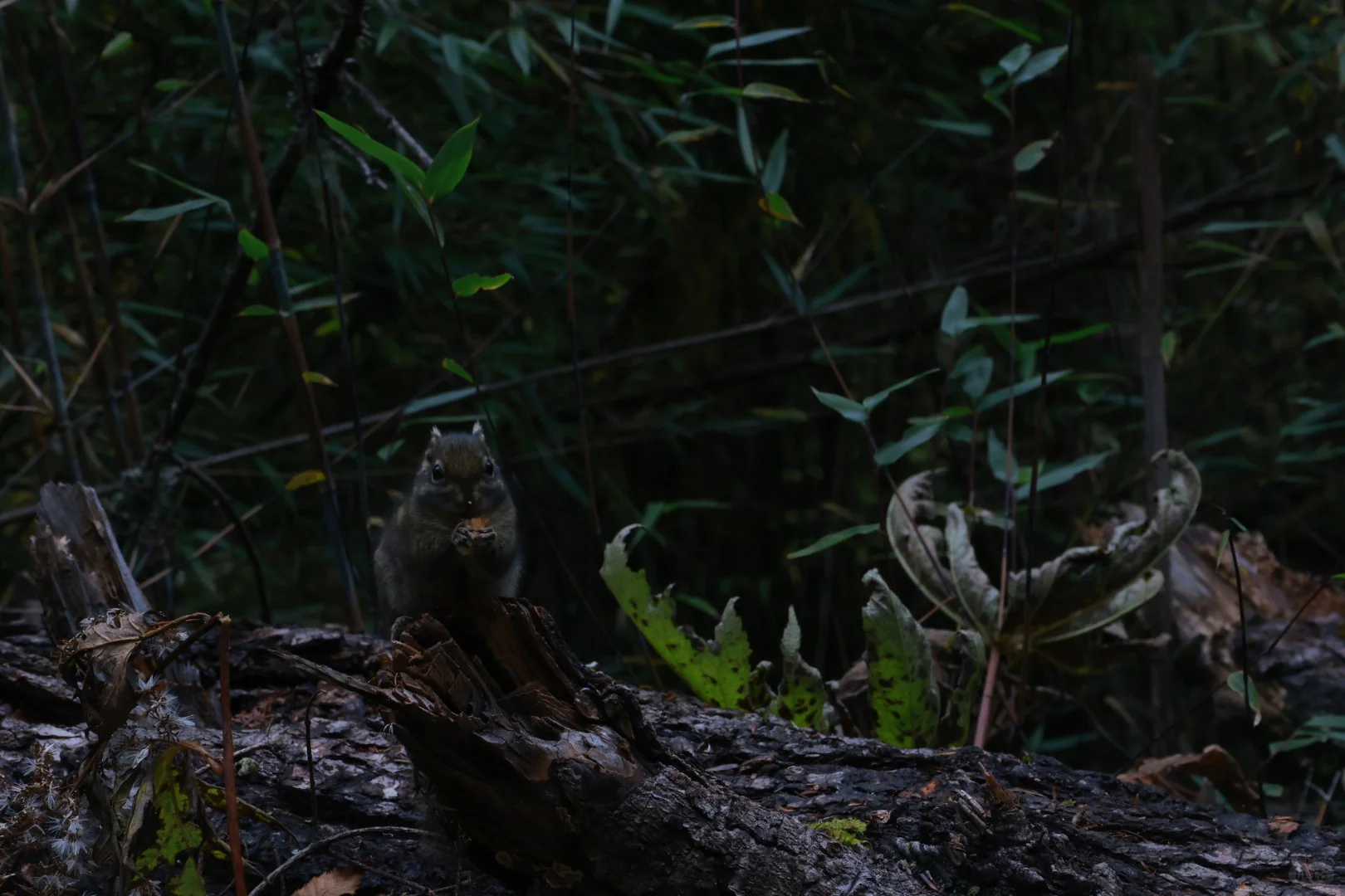 “山不向我走来，我便向山走去”