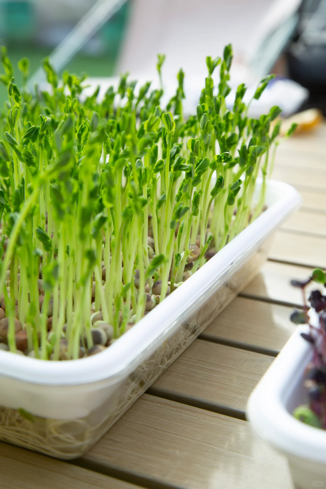 今天起，我家实现「有机蔬菜自由」