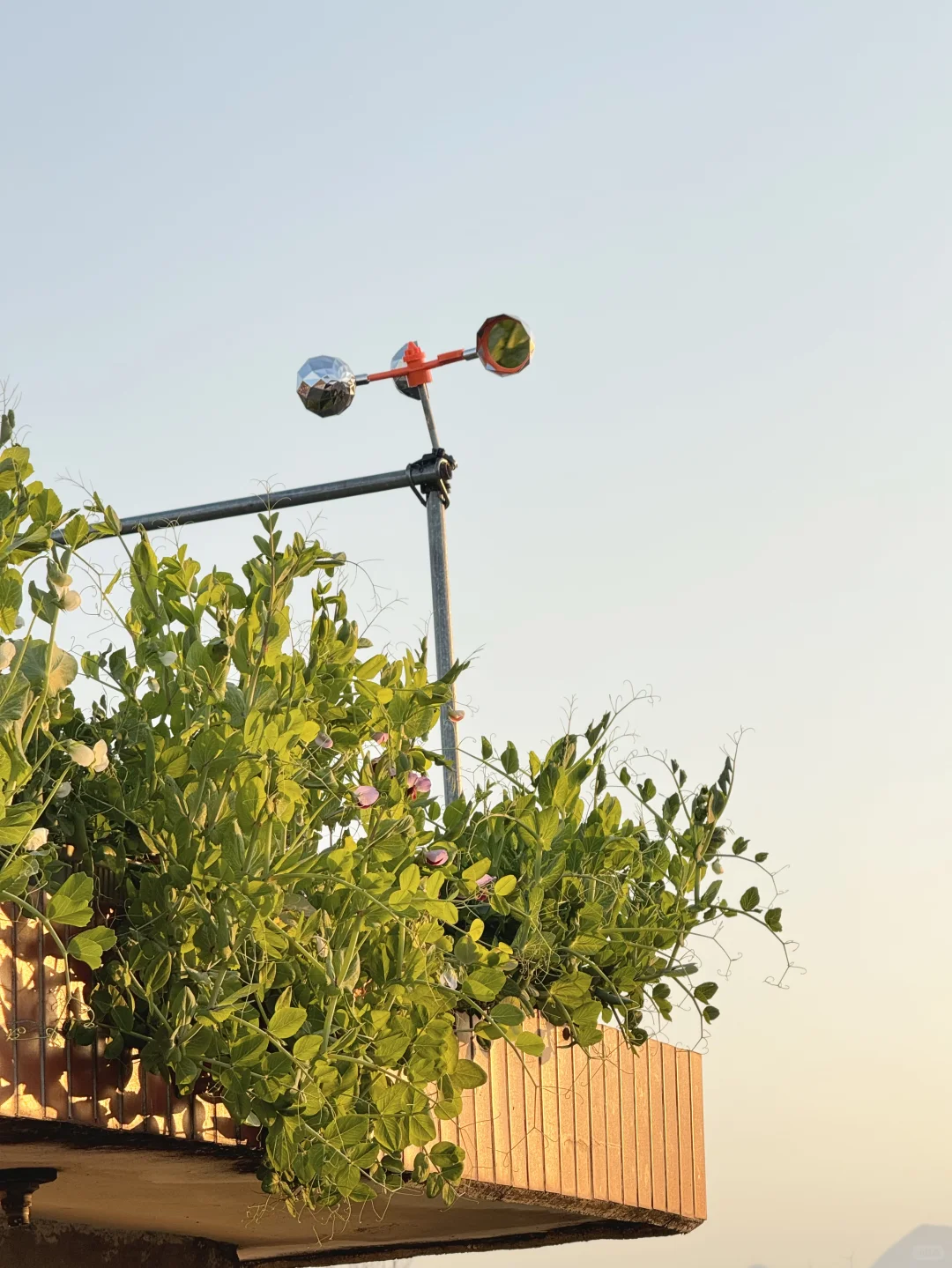 历经两个月从小菜苗到采收大家看我种的如何