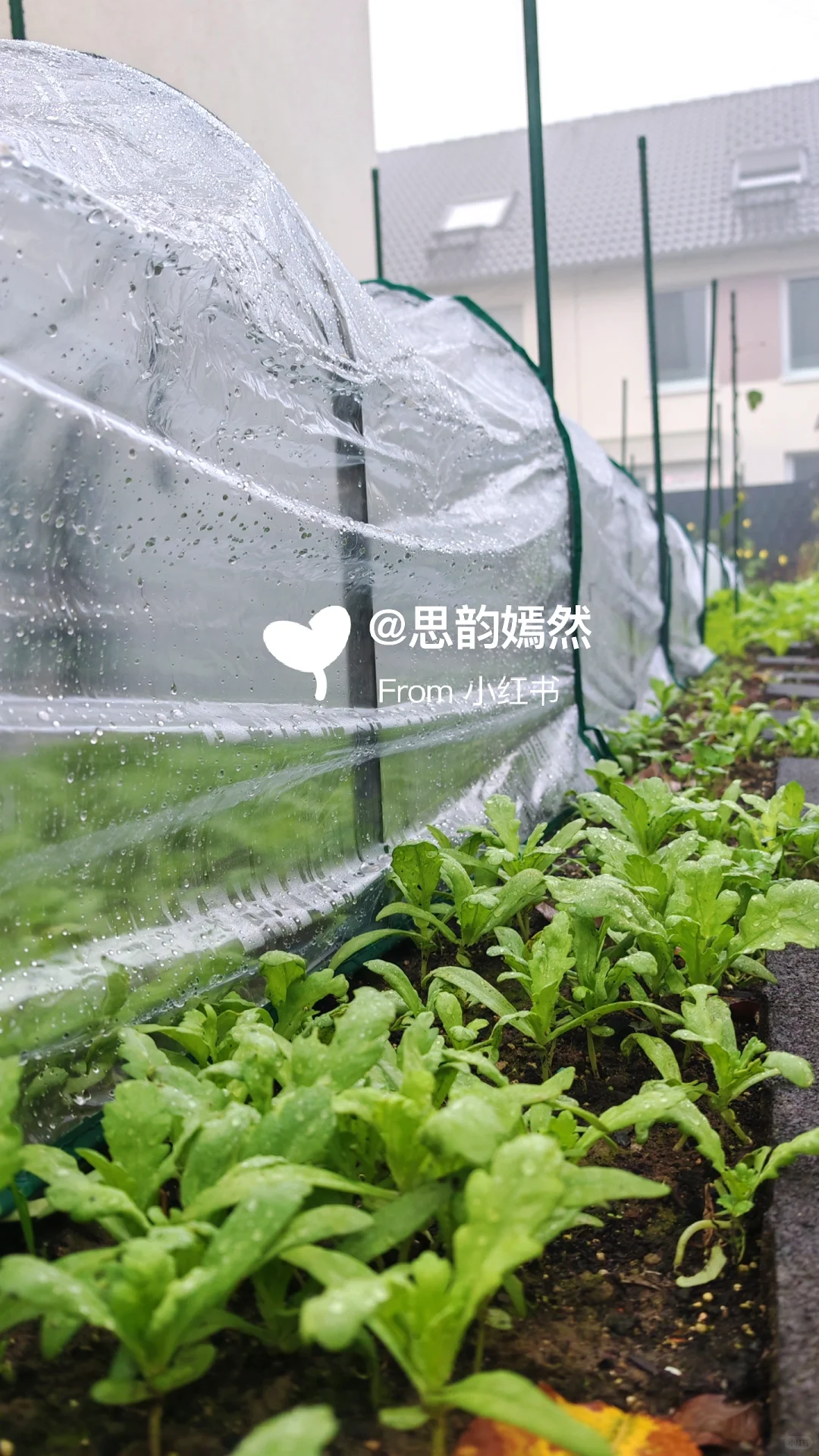 ??德国冬季蔬菜种植与暖棚的使用