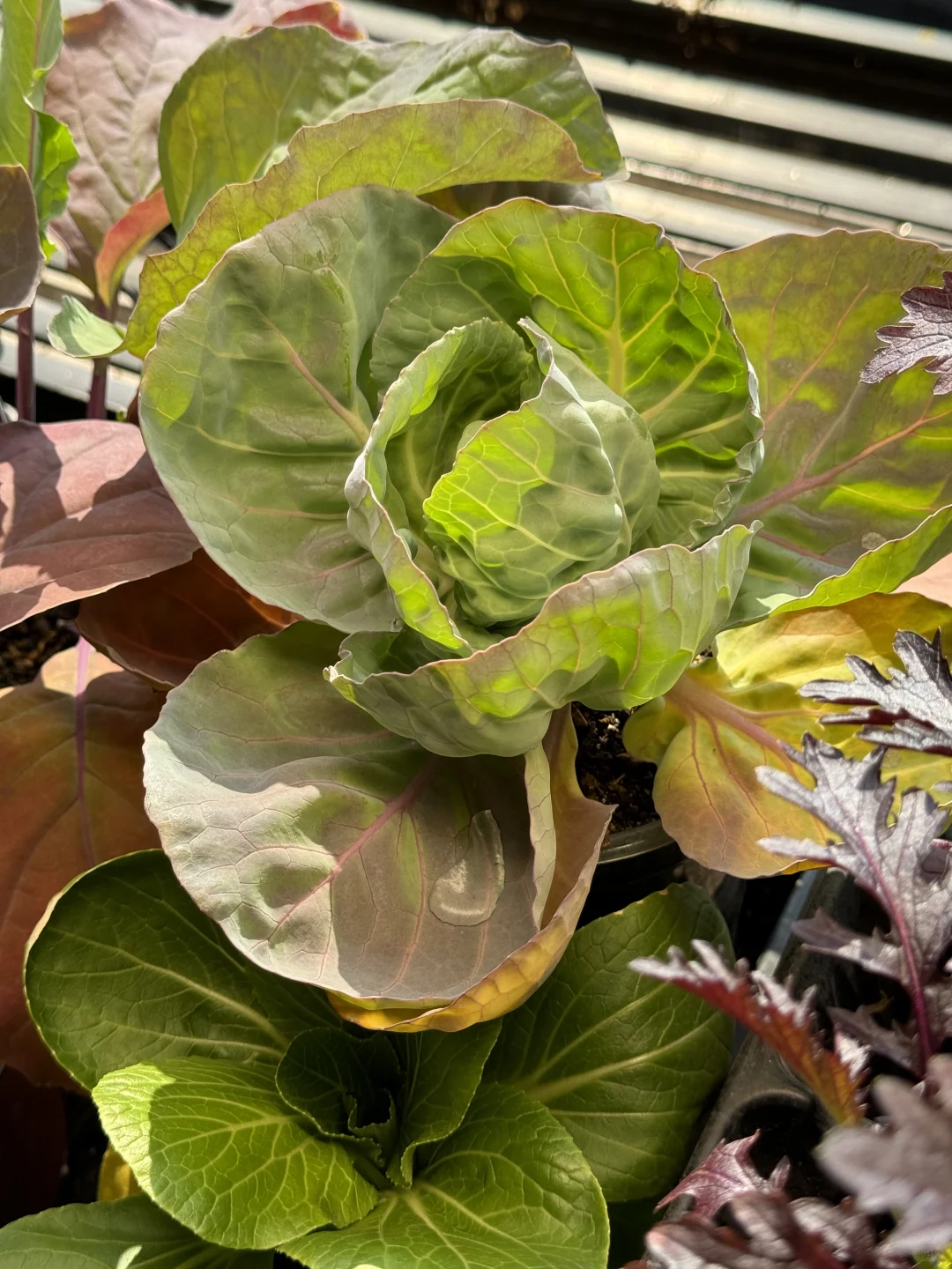 历经两个月从小菜苗到采收大家看我种的如何