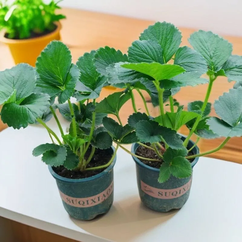 草莓盆栽草莓树草莓苗草莓