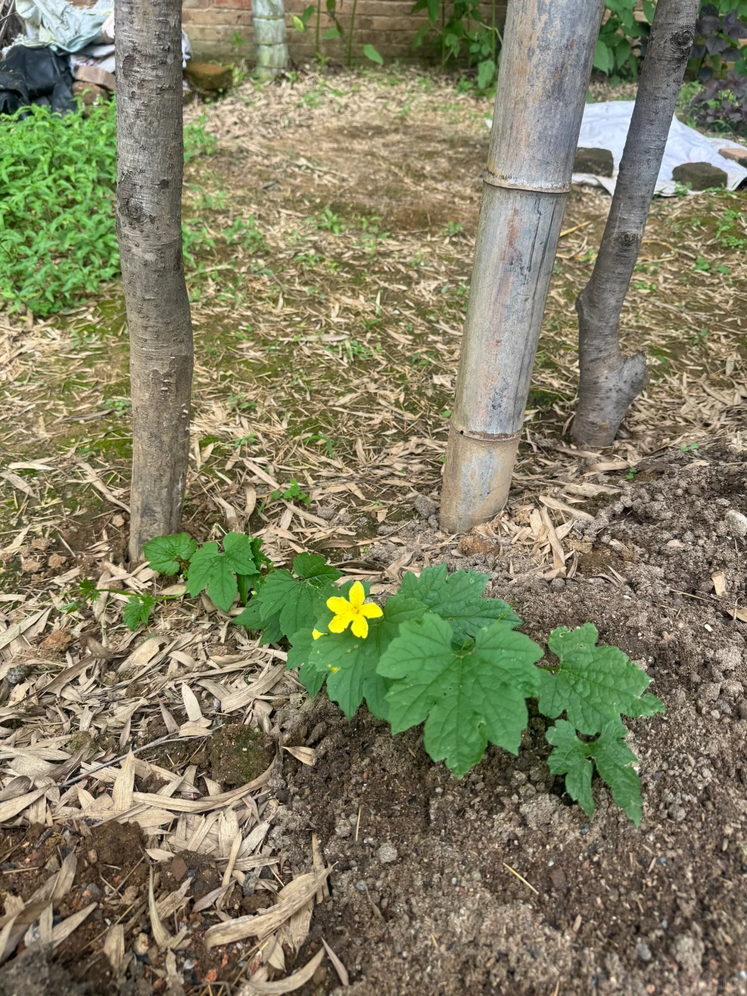 瓜果蔬菜的幼崽版本，太可爱了?