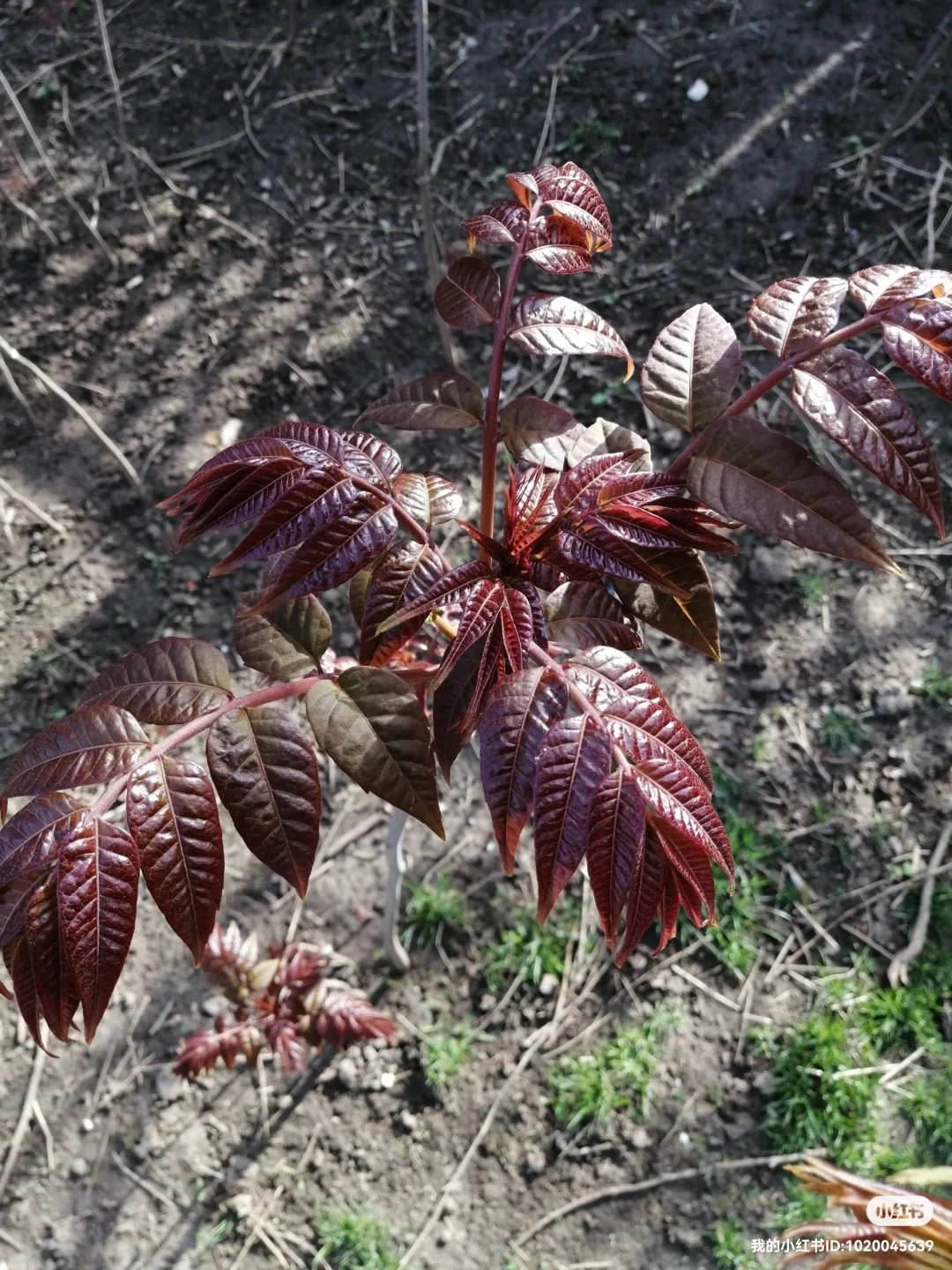 明年香椿树全部卖掉