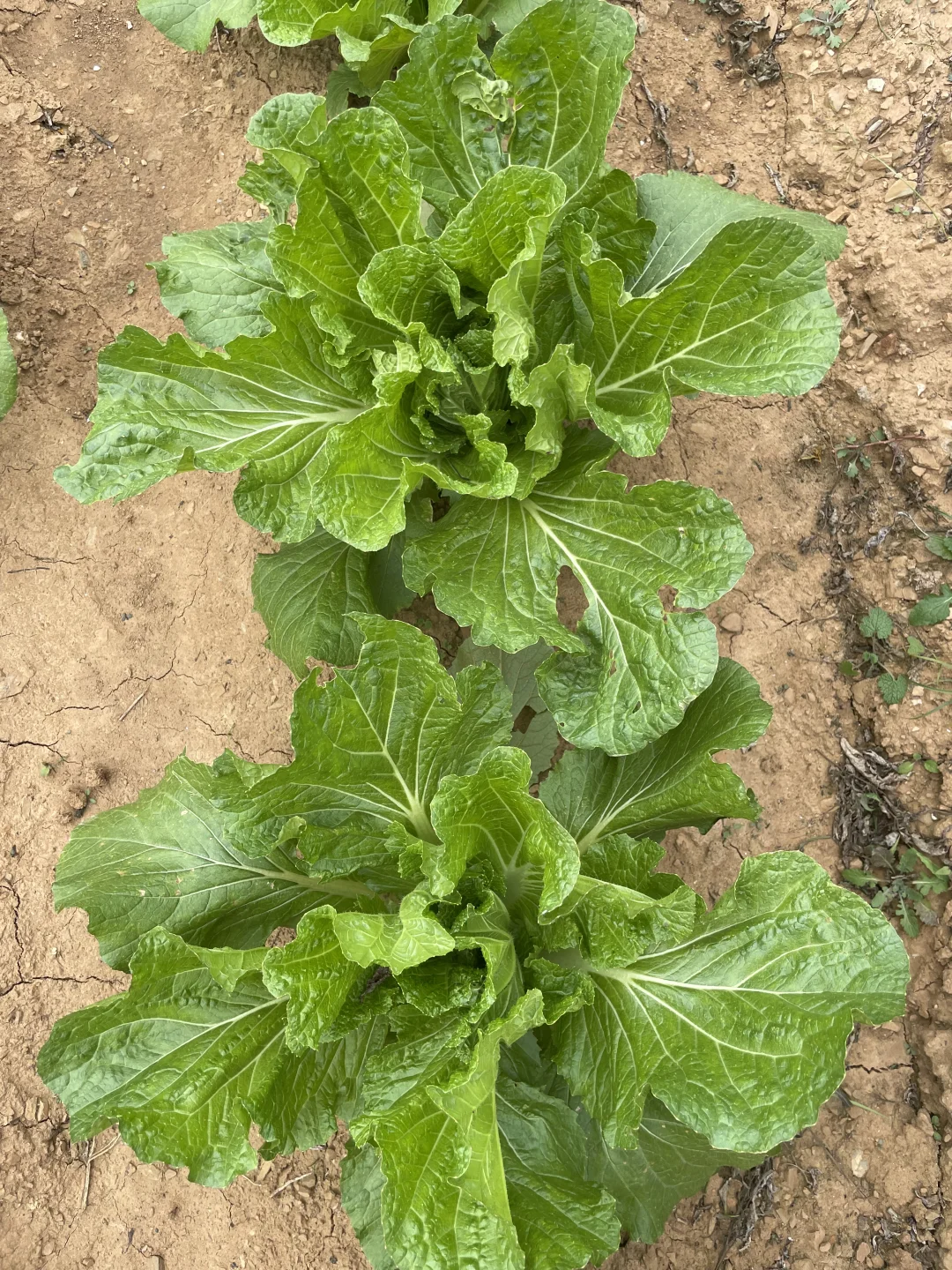 深秋的菜园子！