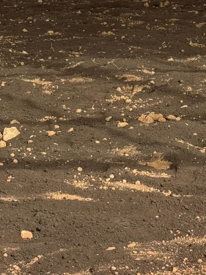 为什么真正有机种植的蔬菜那么贵，值得吃吗