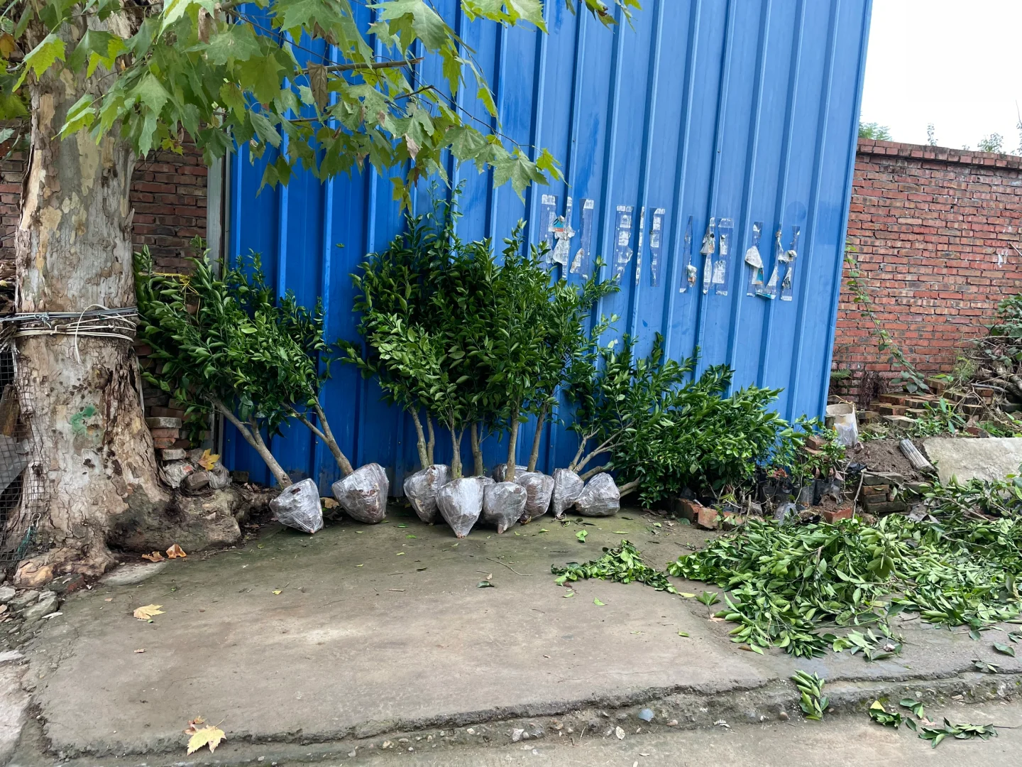 树形漂亮的沃柑树苗