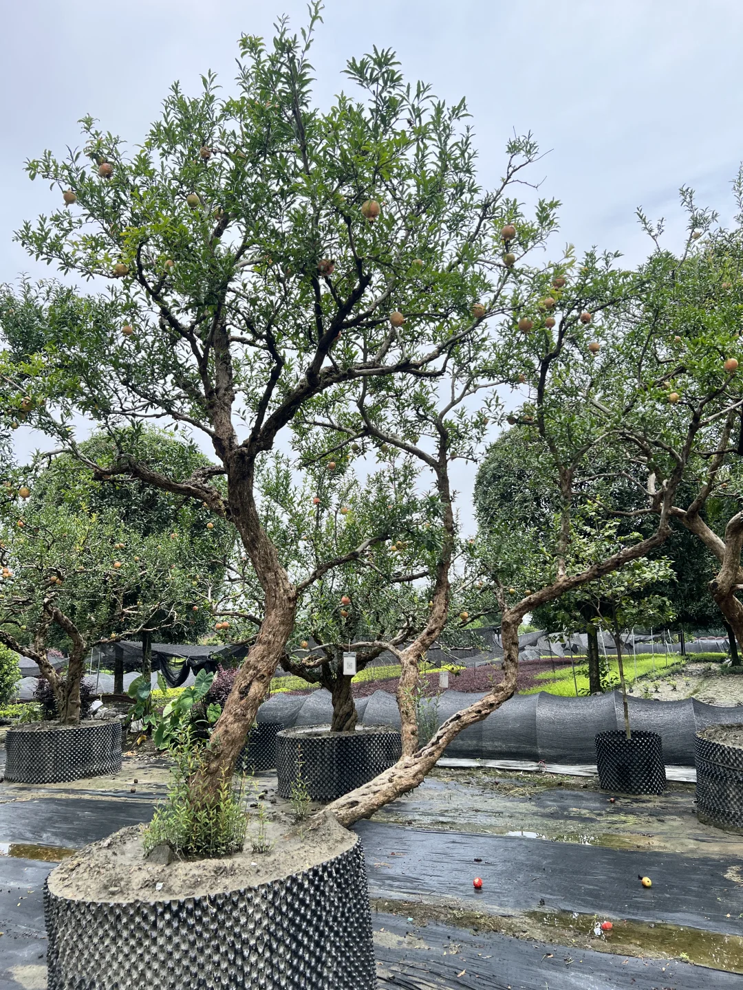 又到了吃石榴的季节了