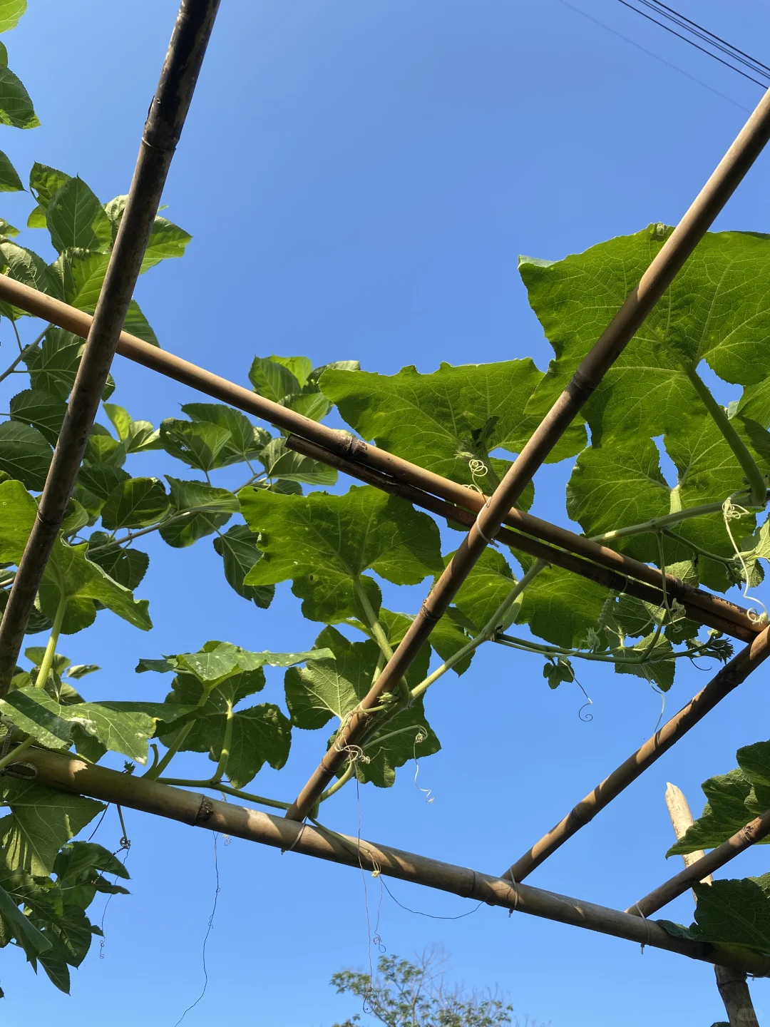 29岁，在广州拥有一个小而美的农场??‍?