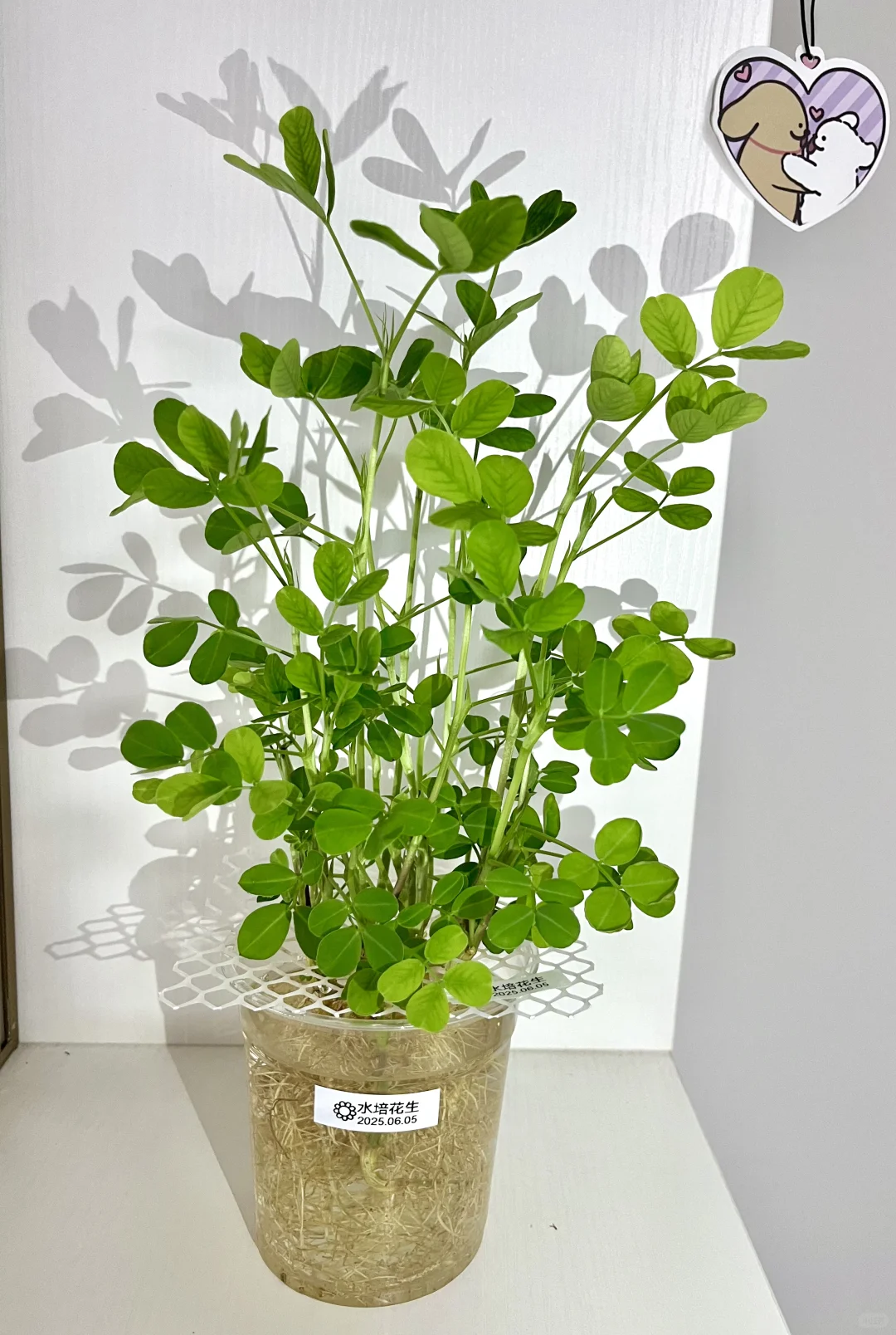 用不完的蔬菜/果核这样水培！