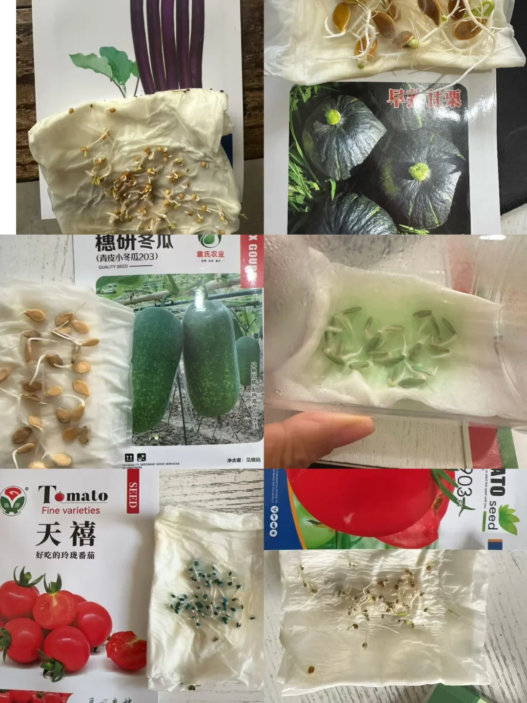 做种子行业，最悲哀的事情还是来了！