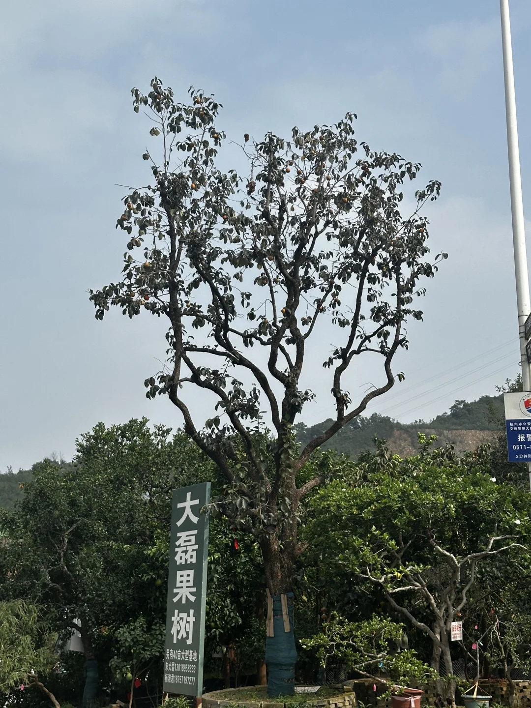 挑了一天柿子树