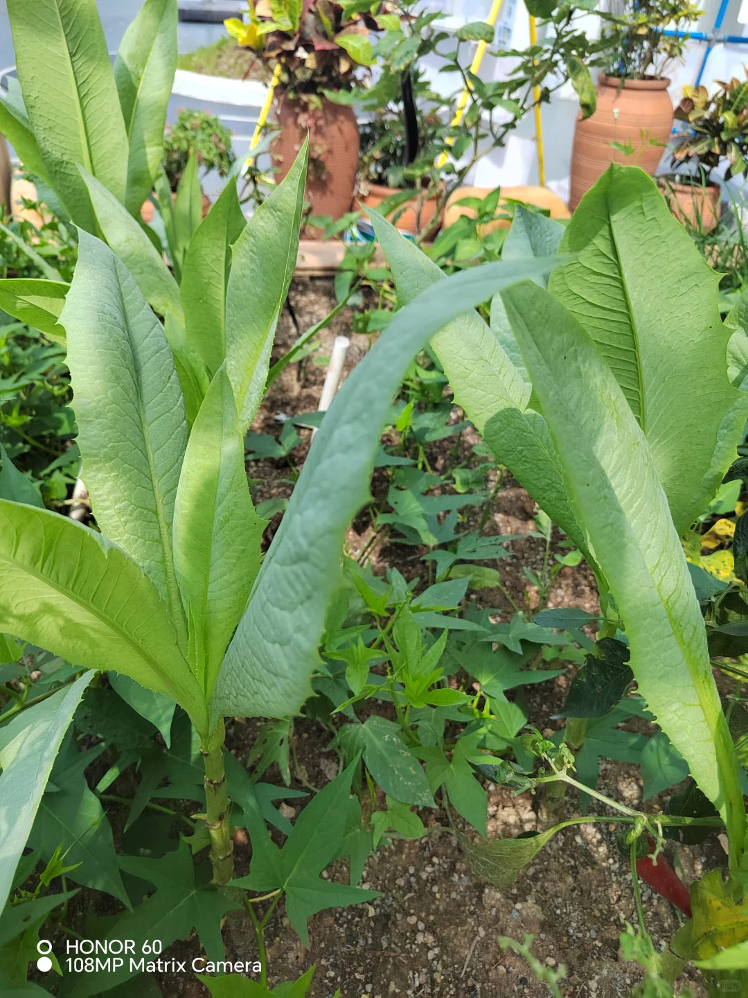 谁能百分百说出这些菜名？