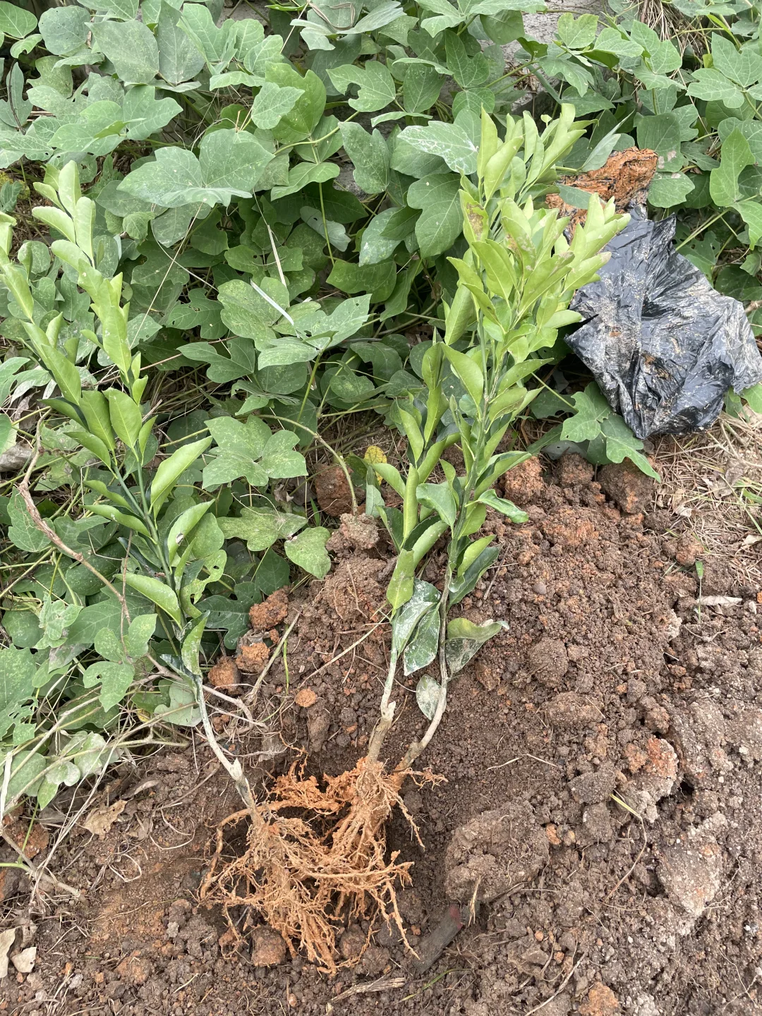 新买的砂糖桔树苗到了