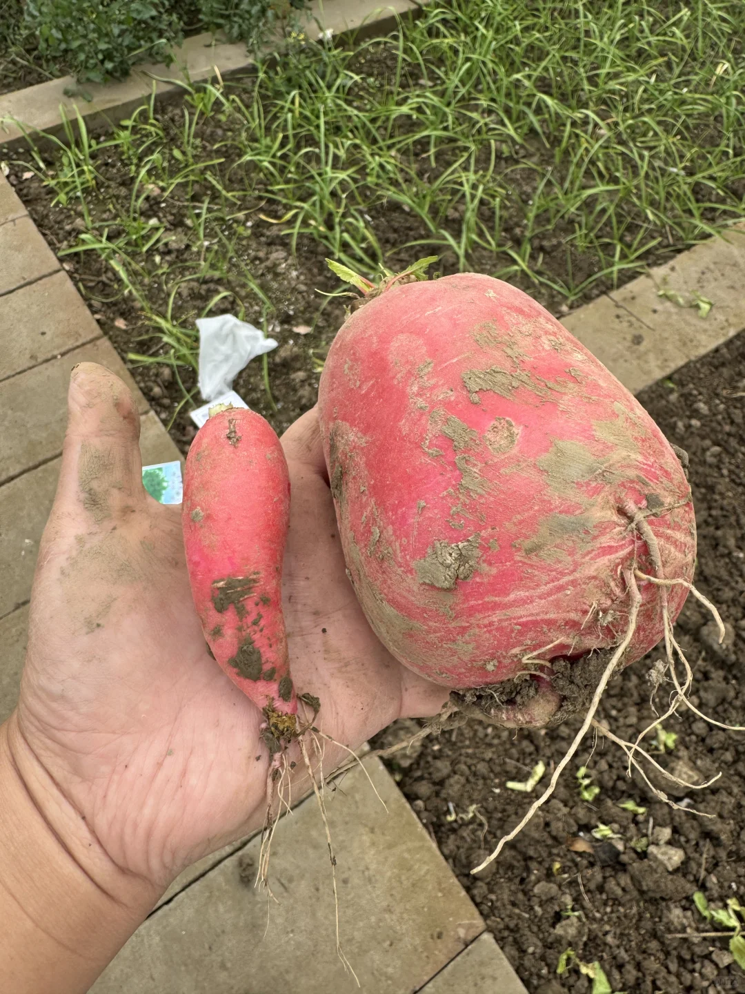 今天的快乐是萝卜给的??