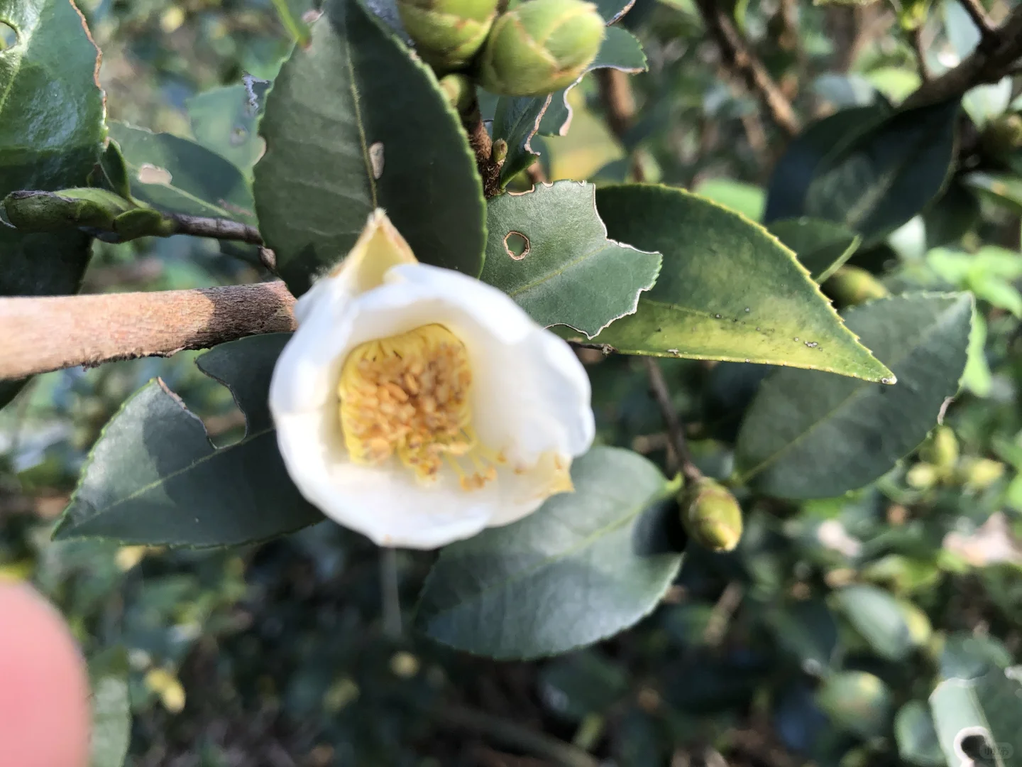 朋友预言成功，我爸爸发财了，种成功油茶树