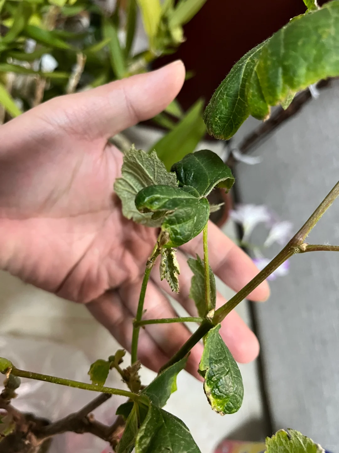 有人懂葡萄修剪吗？求赐教