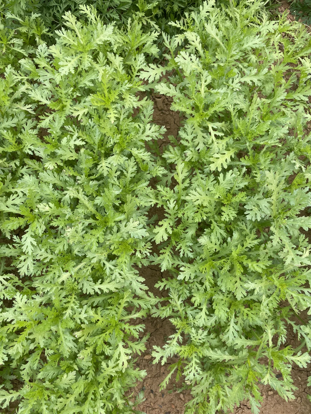 深秋的菜园子！