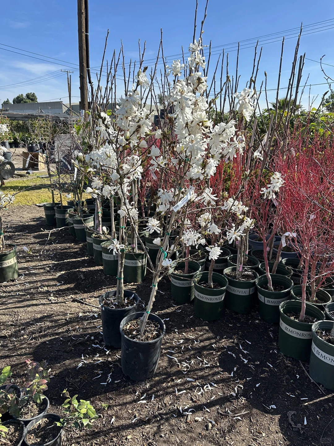 发现一个很好的苗圃