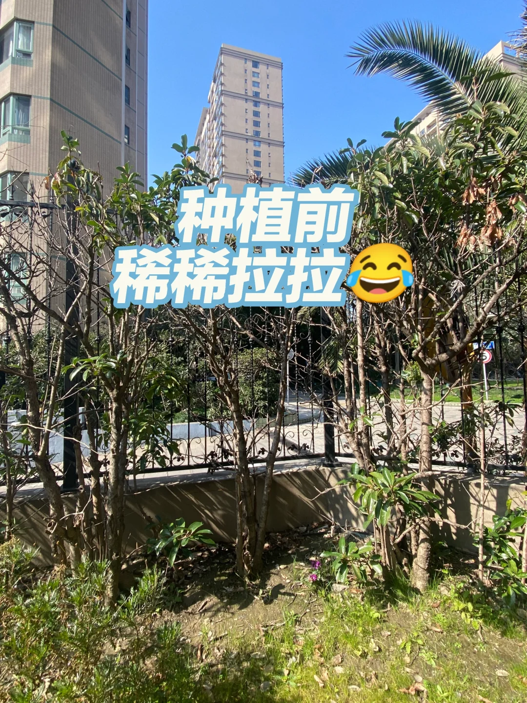 天气贼好，适合种树?