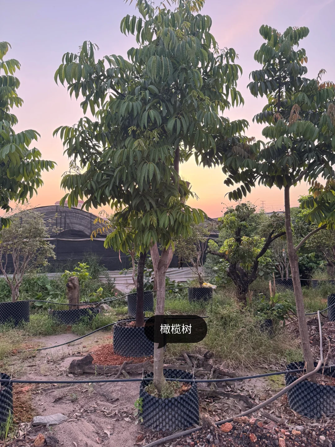 绿化树苗木园林