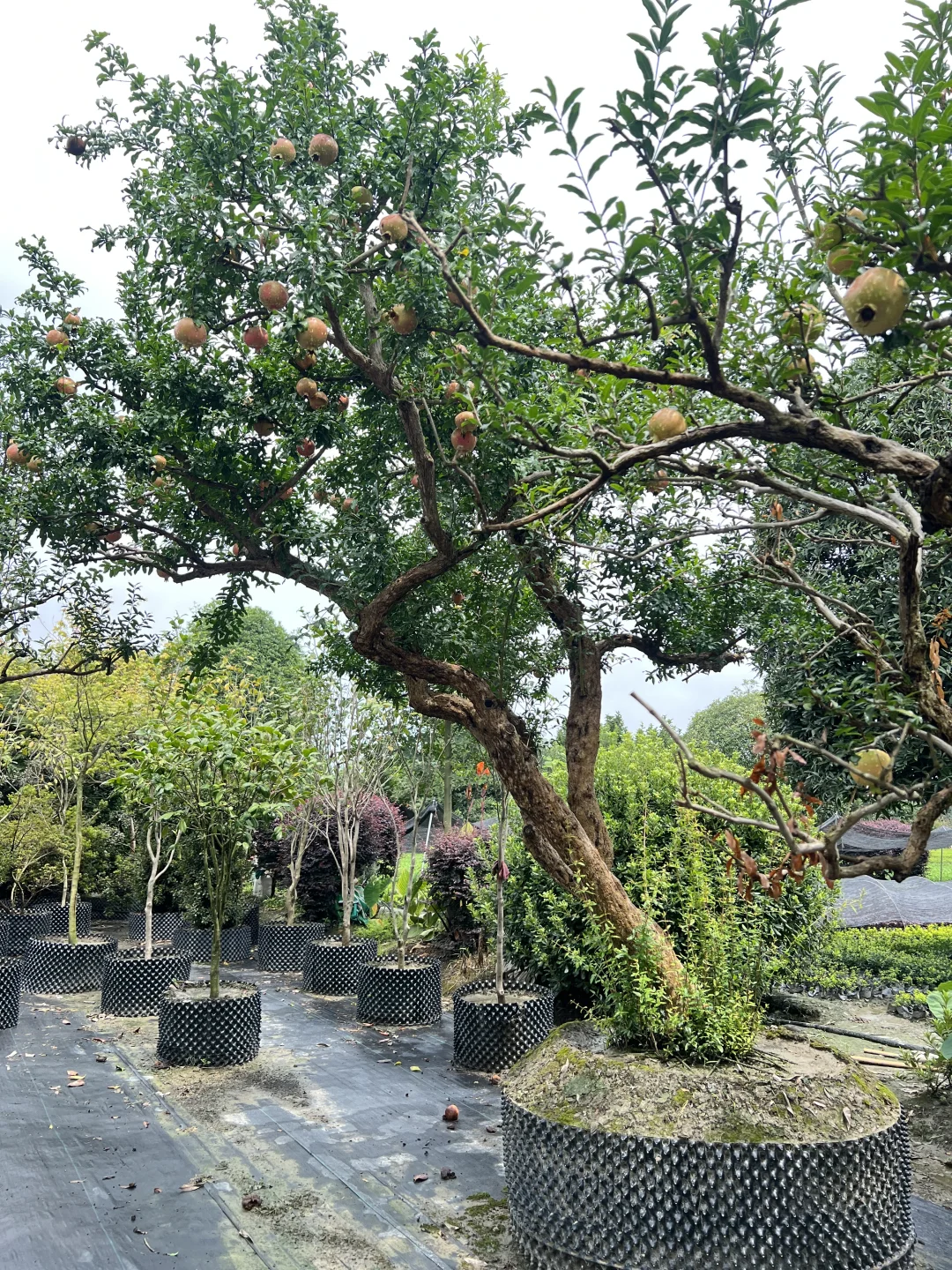 又到了吃石榴的季节了