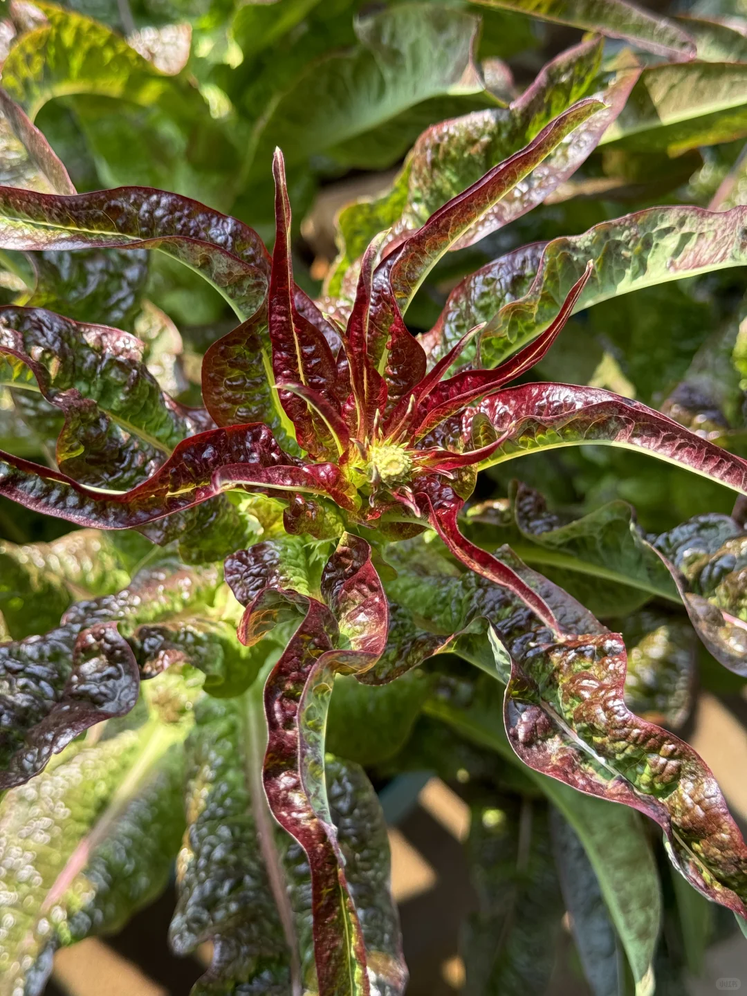 历经两个月从小菜苗到采收大家看我种的如何