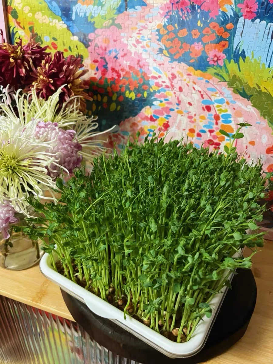 种菜？我连土都不用！