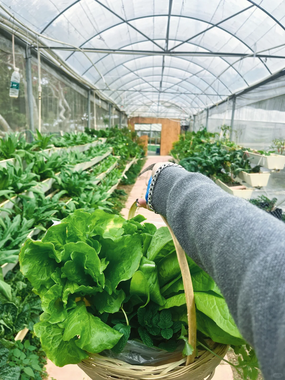 28岁不上班，在中山包了200亩地种菜?