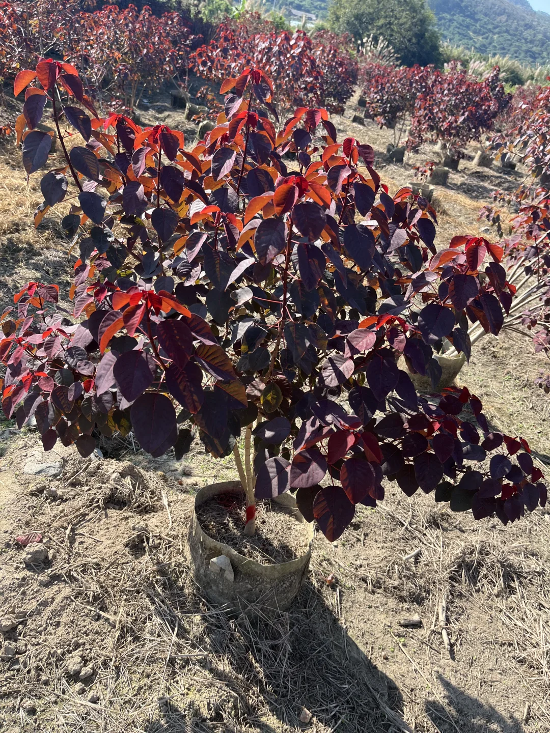 ?被这片“红叶宝藏”狠狠拿捏了！