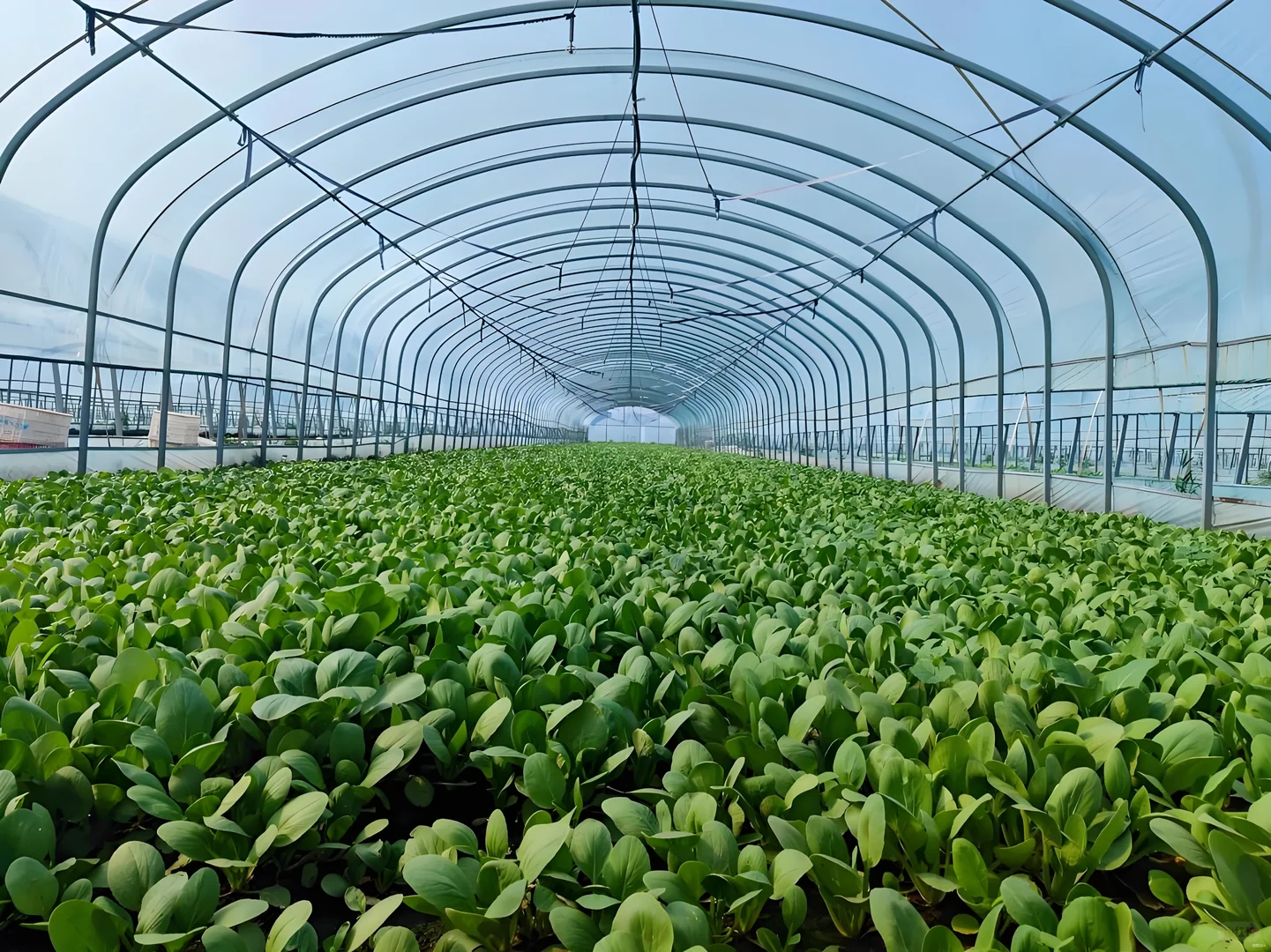 在日本农业风吹日晒为什么还那么多人去？