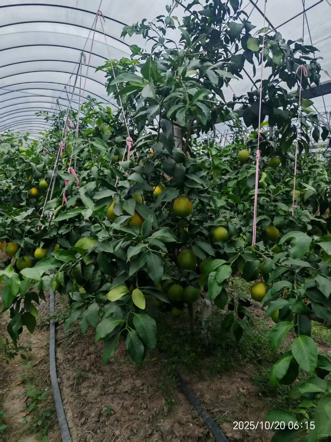 好吃的水果！！农村果园直发红美人?