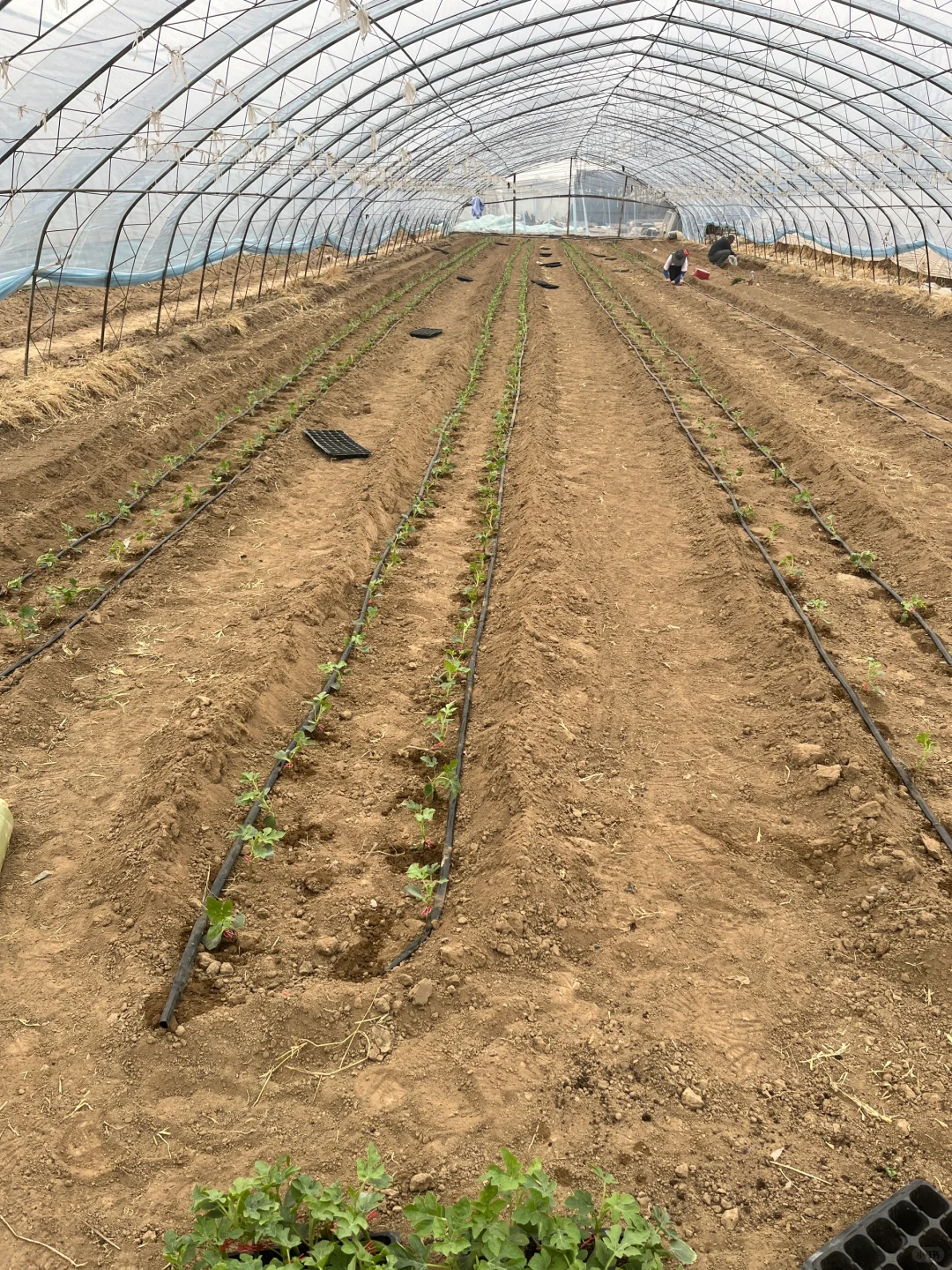 3年1万租大棚，周末兼职有机农民