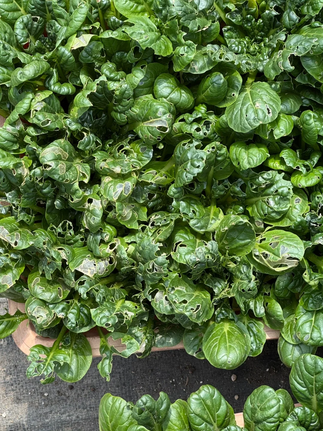 为什么真正有机种植的蔬菜那么贵，值得吃吗