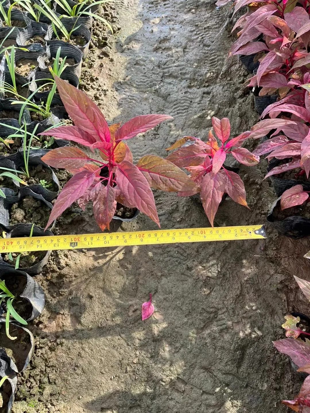 中山自家市政苗木基地，量大价优