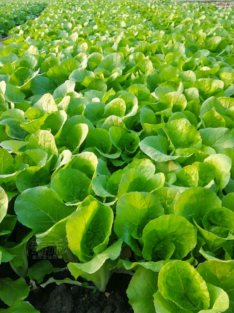 11月种这”越冬四宝”菜，阳台菜园绿意盎然