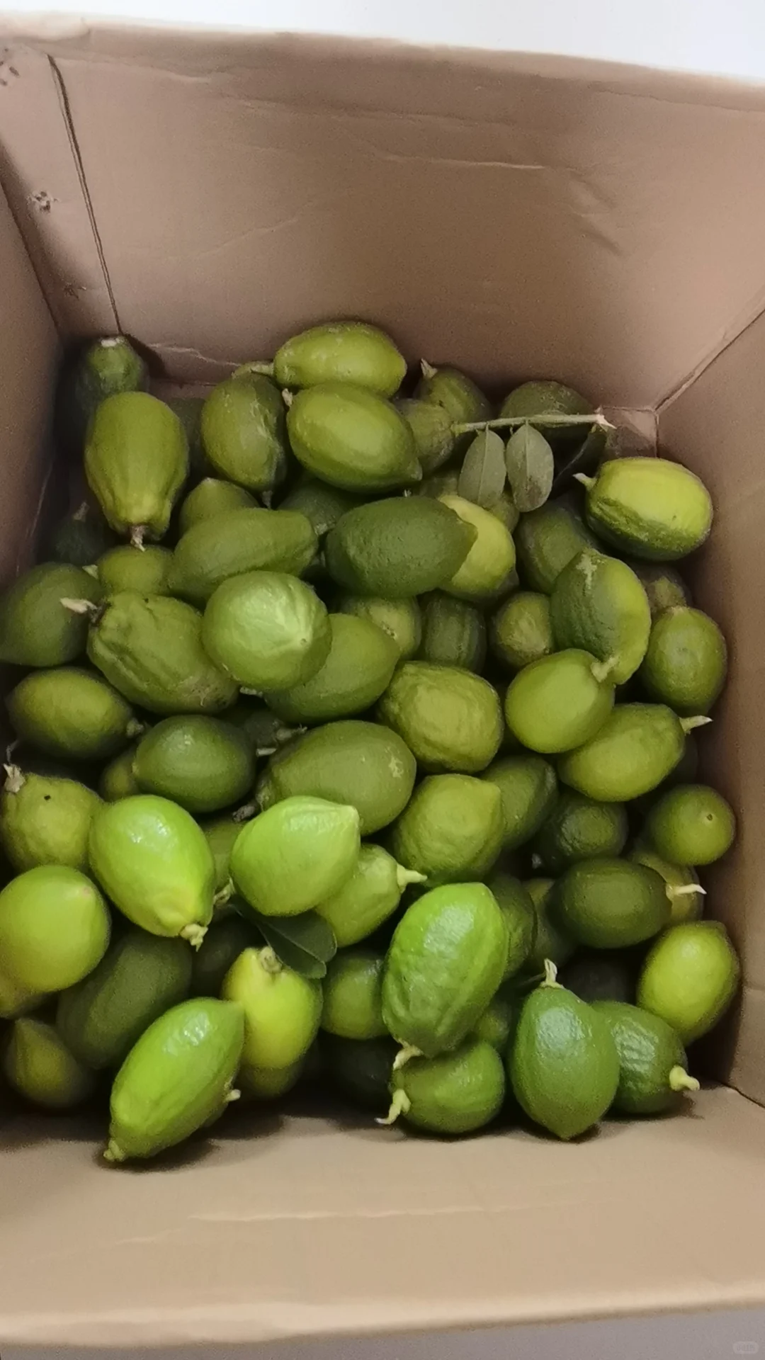 免费送都没人要的香水柠檬苗