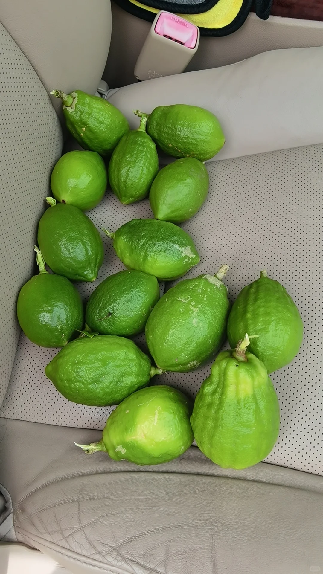 免费送都没人要的香水柠檬苗