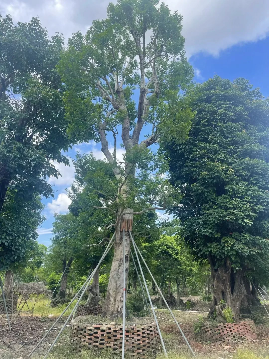 ?【中山园林树苗清仓大甩卖！捡漏速来！！！】