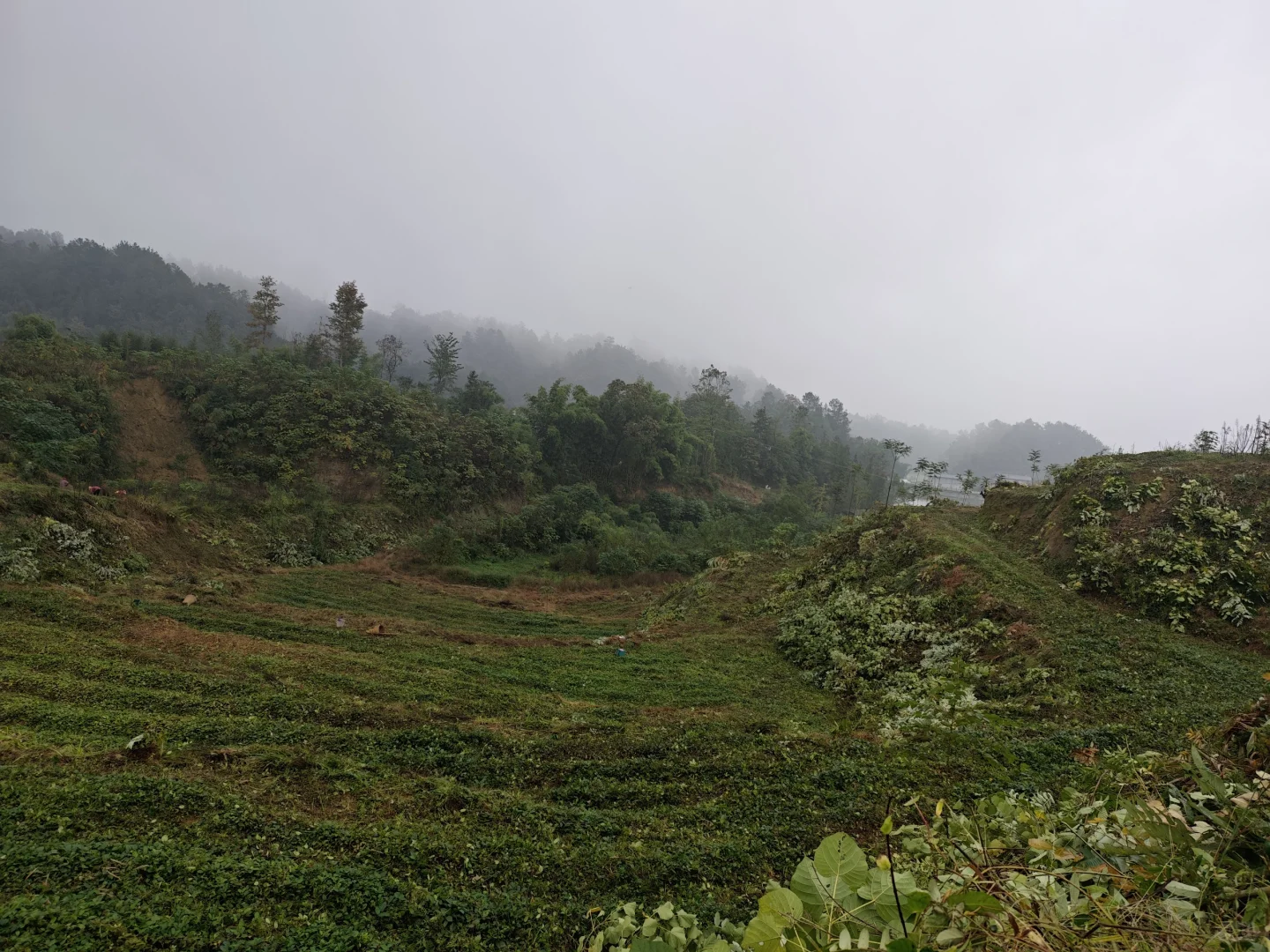 不想在大城市当牛马的我，选择回村种野地瓜