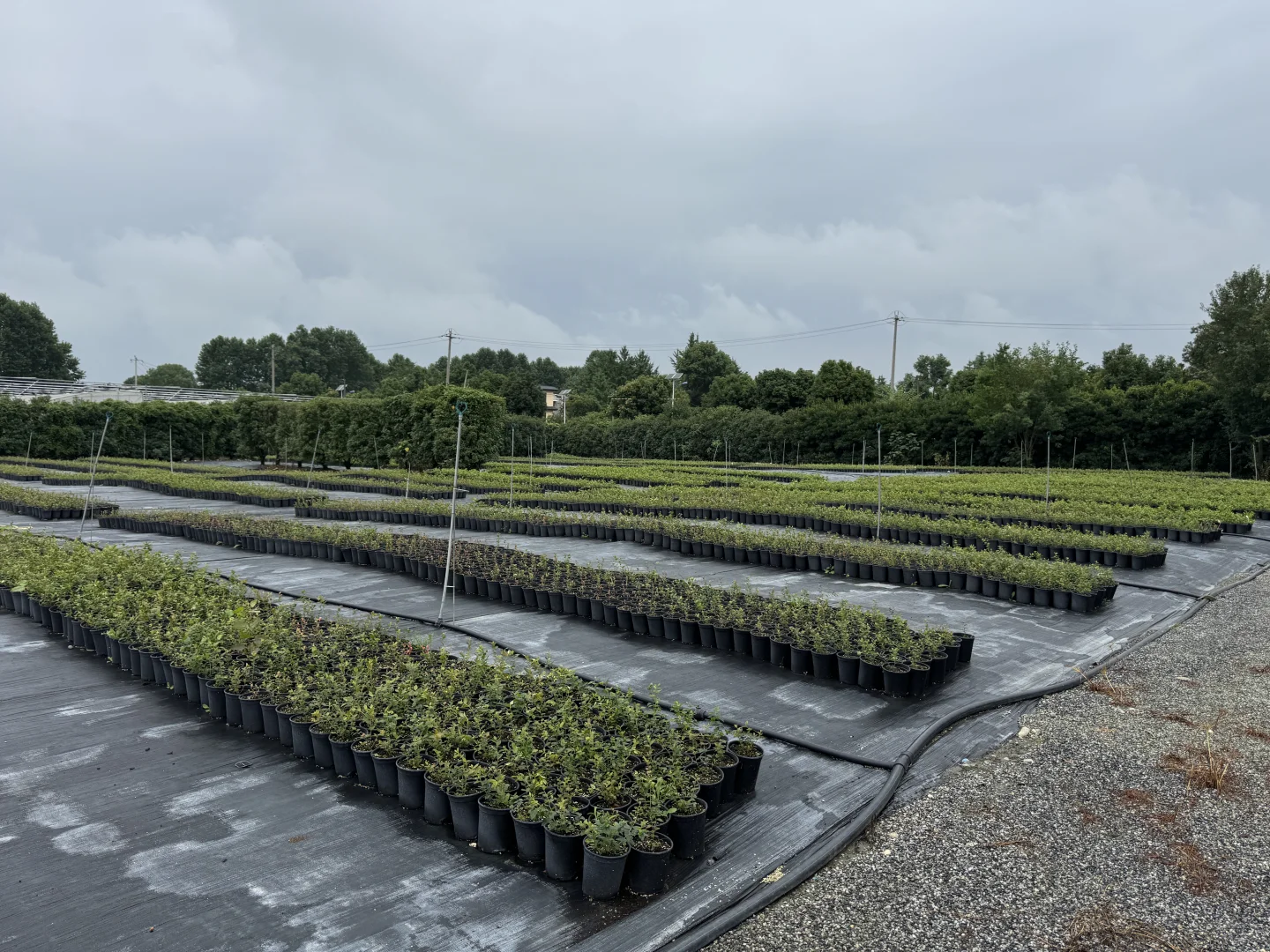 今天去了苗圃基地，是真的便宜