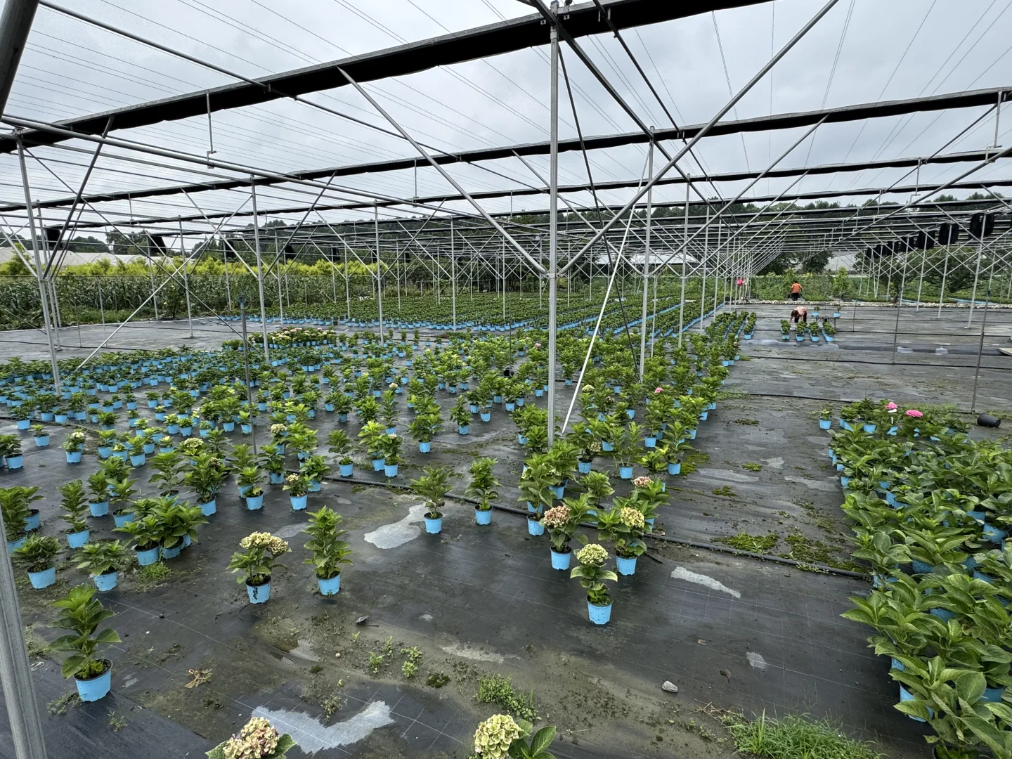 今天去了苗圃基地，是真的便宜